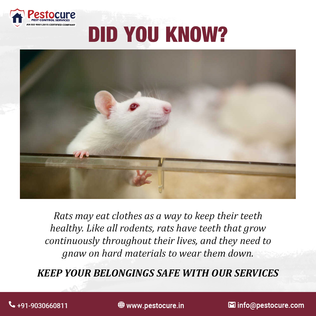 pestocure's tweet image. Tired of unwanted guests scurrying around your home or business? Let our professional rodent control service take care of it
𝐂𝐨𝐧𝐭𝐚𝐜𝐭 𝐔𝐬
📞 +91-9030660811
📩 info@pestocure.com
🌐 pestocure.in
#rodentcontrolservice