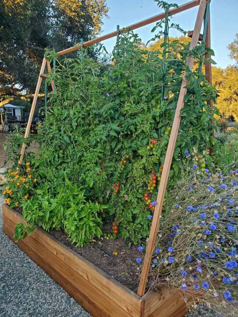 demi_farm's tweet photo. #trellising fruits and vegetables is a vertical gardening technique that keeps plants off the ground, improves production and increases usable space
It also prevents your harvest, particularly tomatoes from rotting
What other crops do you think can be grown through this method? https://t.co/k5U0H1EWPX