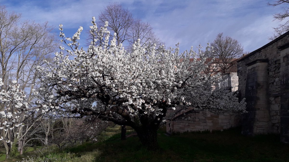 PEtienneJ's tweet photo. Plaisir de la période pascale : les cerisiers en fleurs à #Venasque! 🤩 https://t.co/18mfkL6uLV