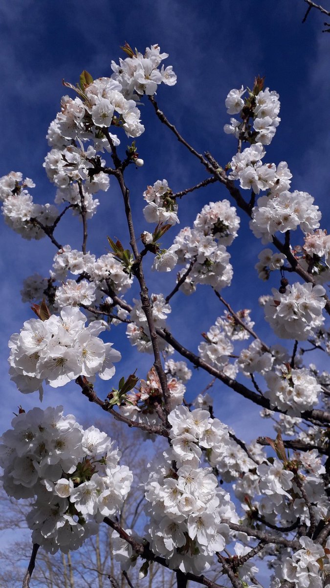 PEtienneJ's tweet photo. Plaisir de la période pascale : les cerisiers en fleurs à #Venasque! 🤩 https://t.co/18mfkL6uLV