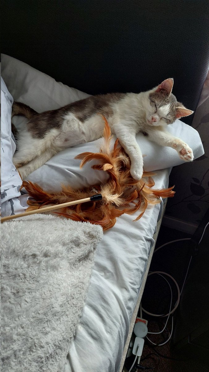 lmck1968's tweet photo. Pepper loves to chill 😻 @TidyCats @Selfies4Storm @coolcats @weirdlilguys #Caturday #CatsOfTwitter #CatsAreFamily #CatsLover https://t.co/50sCW23Ctl