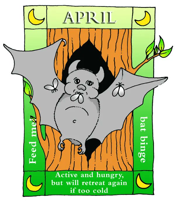 April is here! Bats have mainly come out of hibernation and are hungry and active, feeding on most nights. They may move between several roost sites and can become torpid (cool and inactive) again when cold. buff.ly/31IcKjy