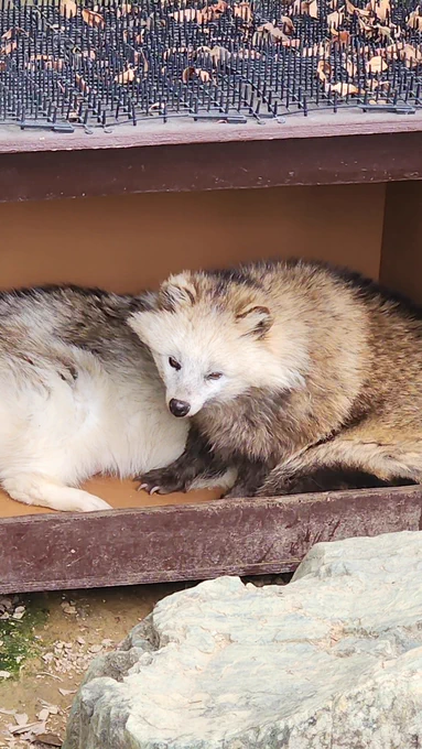 ポンコちゃんおきた 