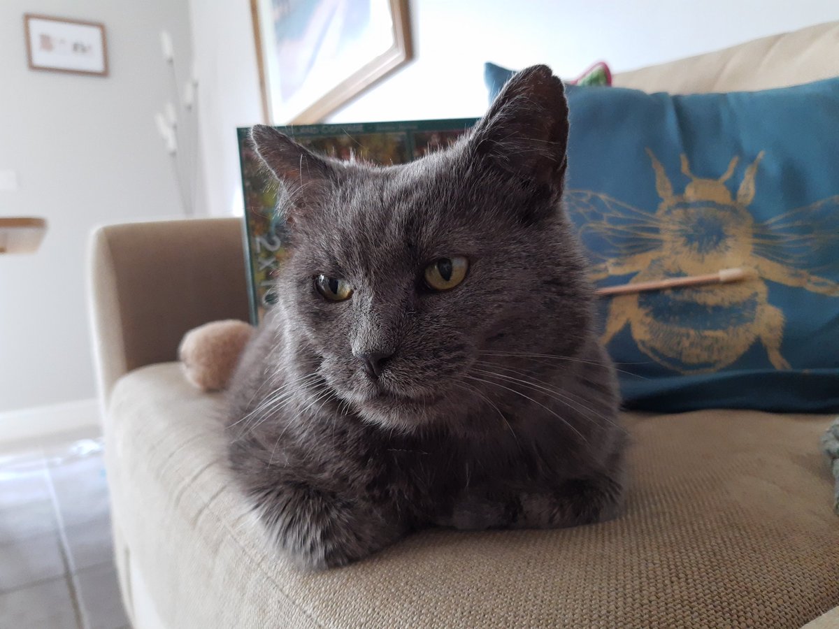 IvanandFelix's tweet photo. I have decided not to eat my breakfast today.* 🐾😹😹

*Haha! Fooled you!

#AprilFoolsDay #CatsOfTwitter https://t.co/YGObM9h0V9