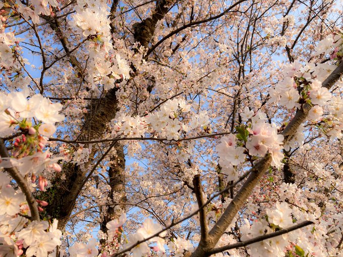 うちの近所も中々の桜満開 
