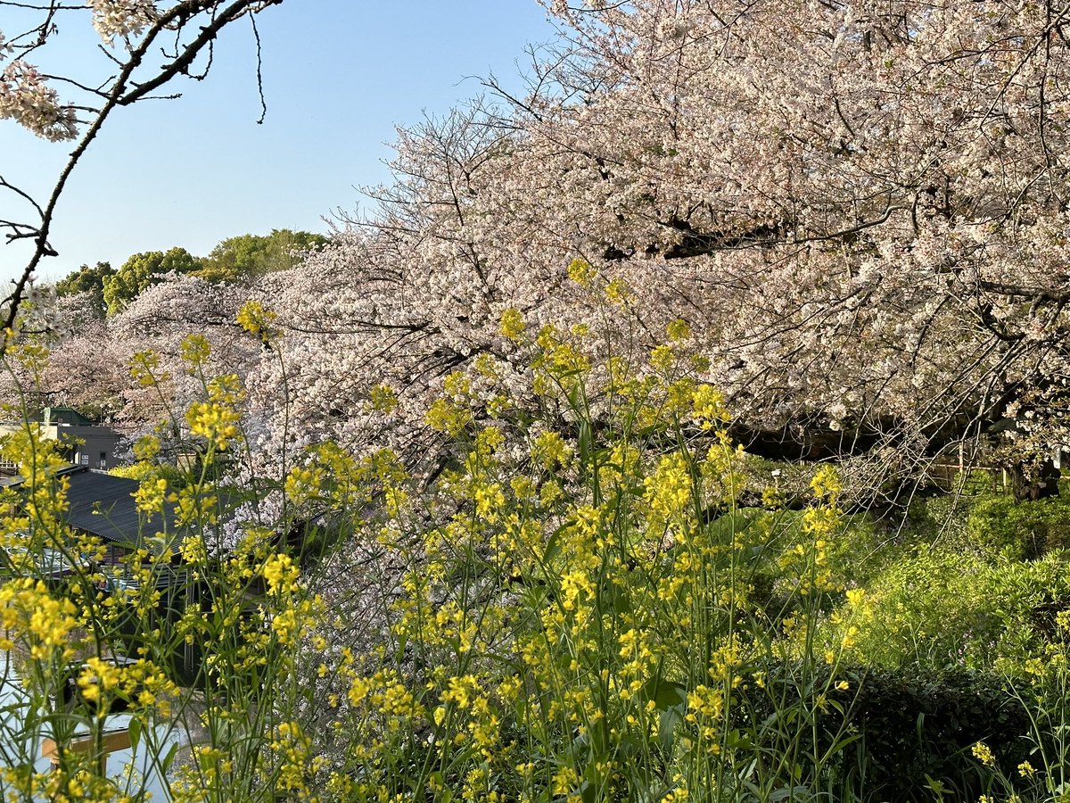 #さくら　#花見　#千鳥ヶ #皇居
#ランニングコース　#朝のランニング
千鳥ヶ淵の桜はまだ綺麗に見えます。