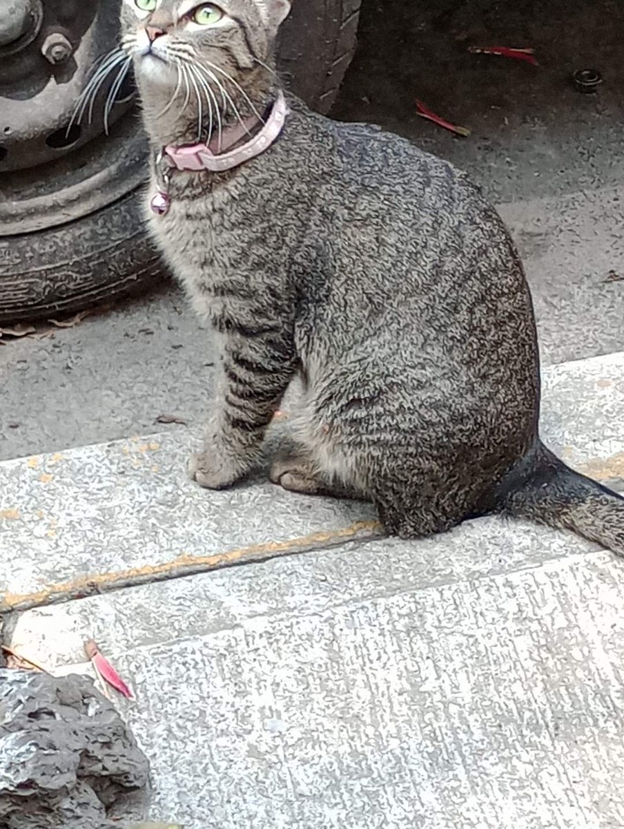 Daisuke51339169's tweet photo. @gatitosasalvo 
Comparto la información...🐱🥺 https://t.co/AGimedJyVn