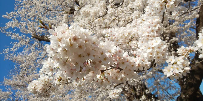 桜を満喫 