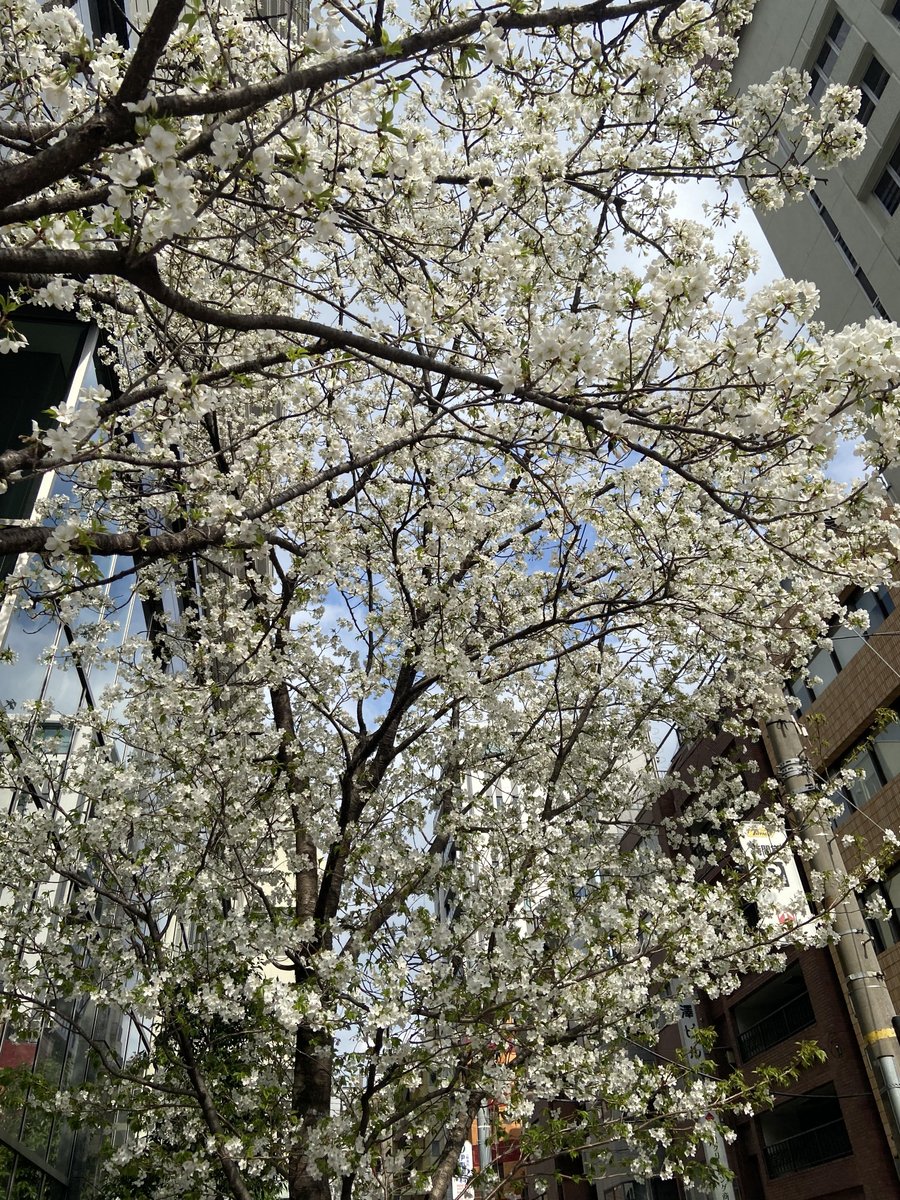 本日から学校名が「日本ウェルネスAI・IT・保育専門学校」に変わりました！
今日から新年度、新入生の皆さんも在校生の皆さんも勉強頑張っていきましょう！

入学希望の高校生や社会人の皆さんもいつでも連絡お待ちしております♪

#保育専門学校　＃ウェルネス　#新年度スタート