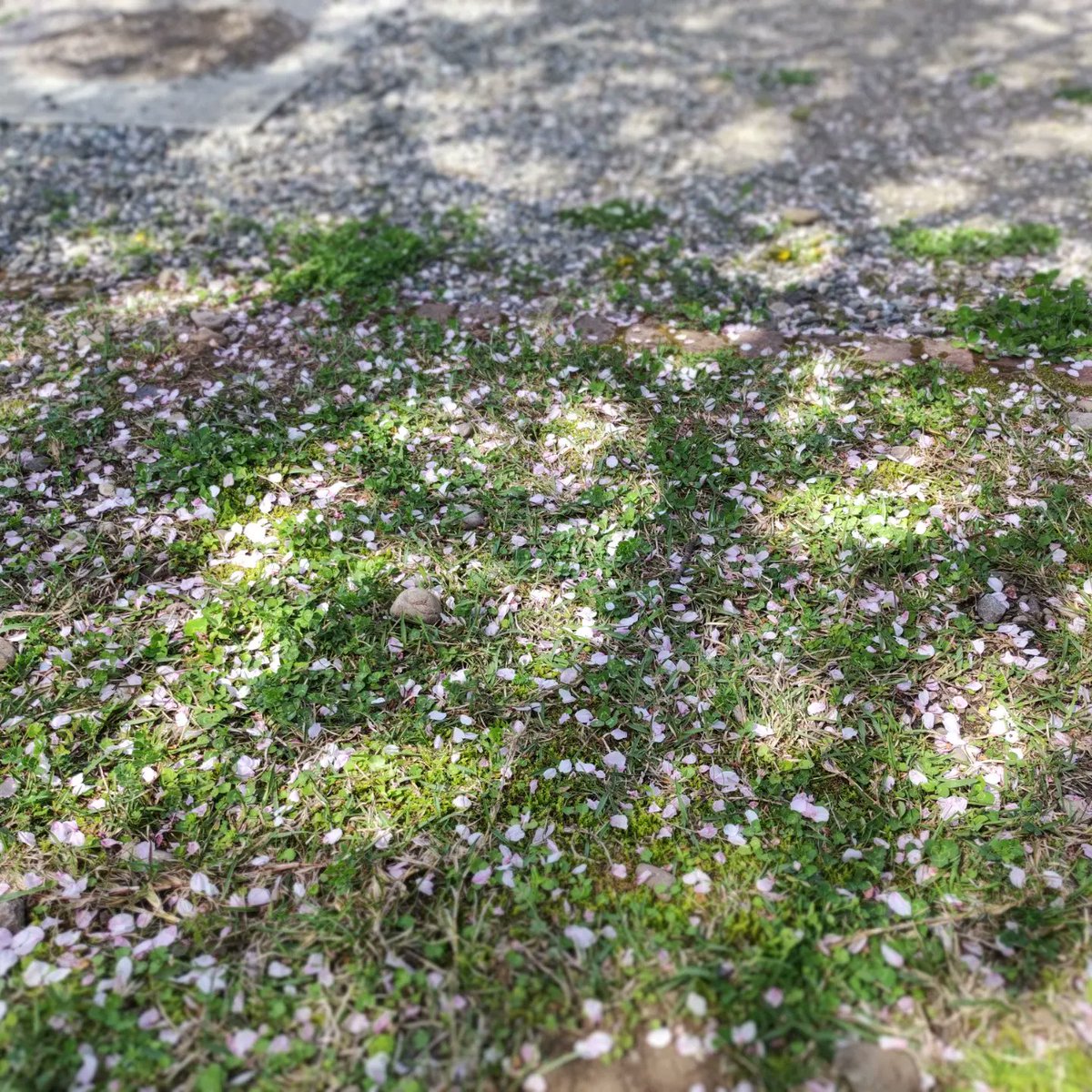 k103073's tweet photo. いい天気で気持ちよかったです

#桜満開 
#鏡野公園 https://t.co/w6bKPDdUwx