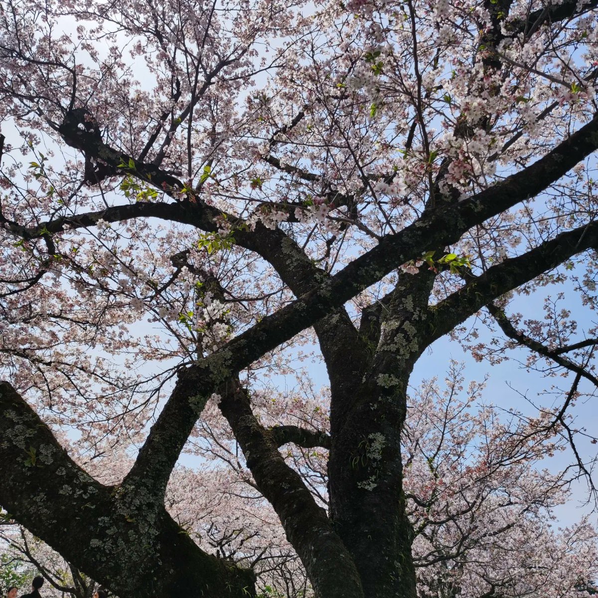 k103073's tweet photo. いい天気で気持ちよかったです

#桜満開 
#鏡野公園 https://t.co/w6bKPDdUwx