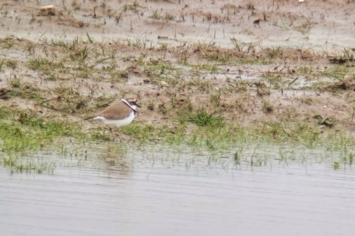 LapwingEcology's tweet photo. Returning waders were the theme of the last week of winter surveys. Time for a break before the onset of the breeding season? 🤔 #ecology https://t.co/7AMBbBuAKr