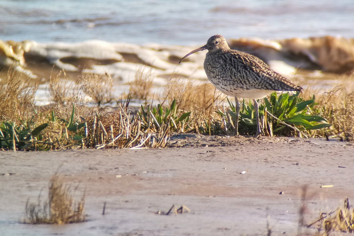 LapwingEcology's tweet photo. Returning waders were the theme of the last week of winter surveys. Time for a break before the onset of the breeding season? 🤔 #ecology https://t.co/7AMBbBuAKr