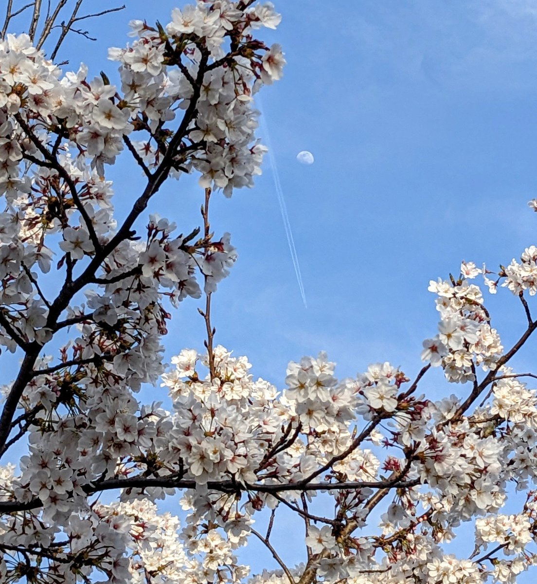 hamachin7020's tweet photo. 桜と月と飛行機雲
🌸🌔✈ https://t.co/W4moONnnOD
