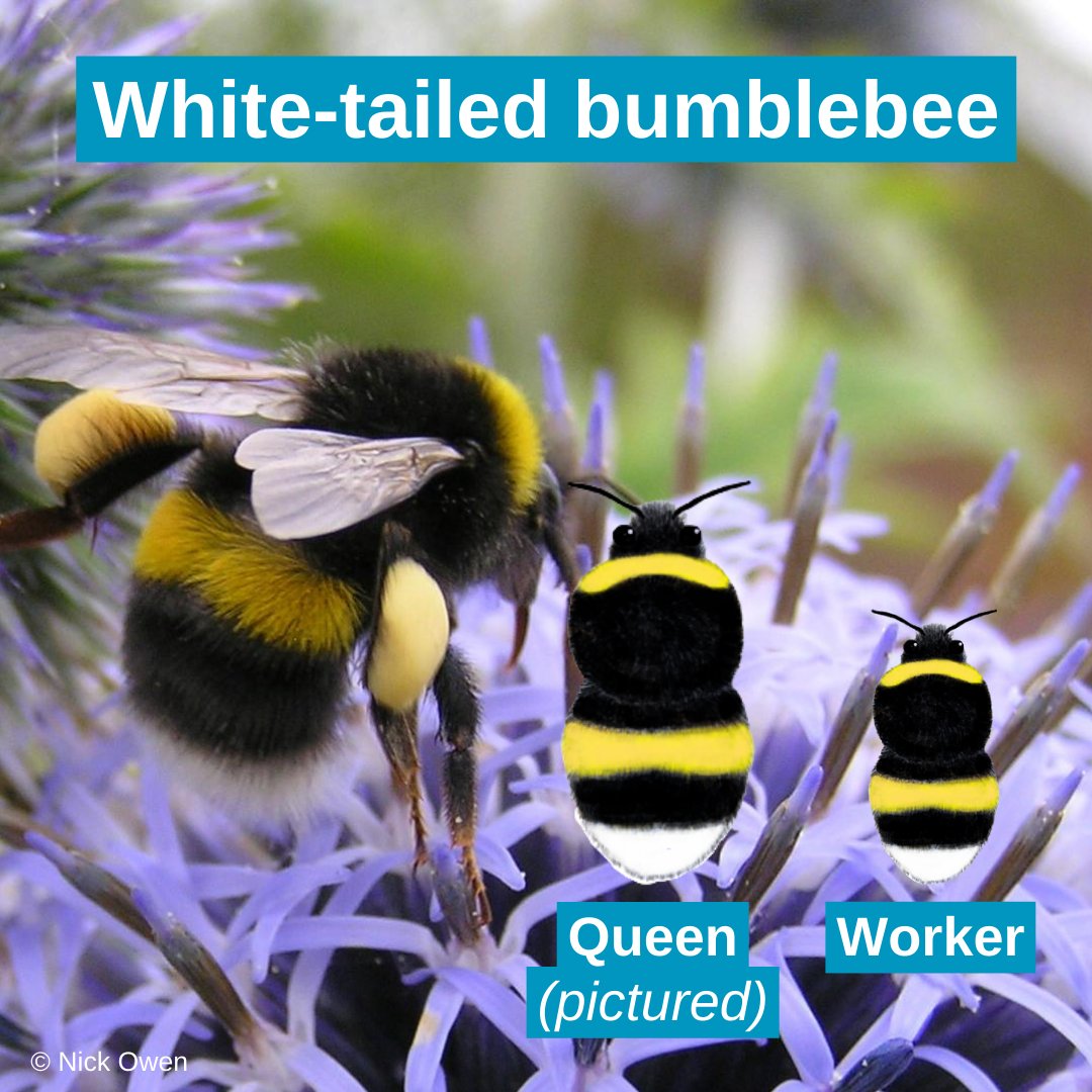 Bumblebee Conservation Trust tweet media