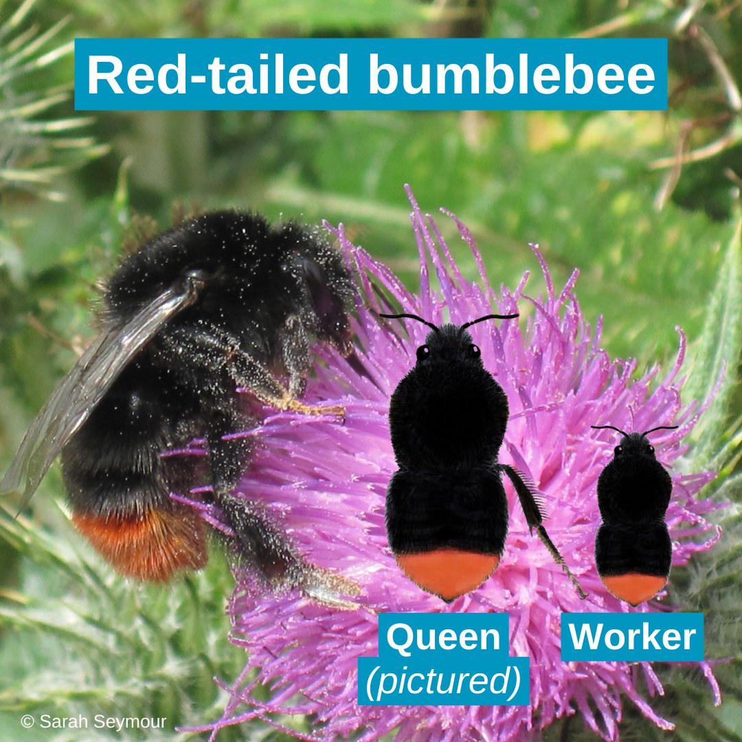 April welcomes the return of even more bumblebees🐝 #BumblebeesAreBack
These are four of the most common species across lowland Britain. What bumblebees have you seen recently?
🔎 Boost your identification skills with our FREE 'What's that bumblebee' app👉🏿 ow.ly/83f150Nxgox