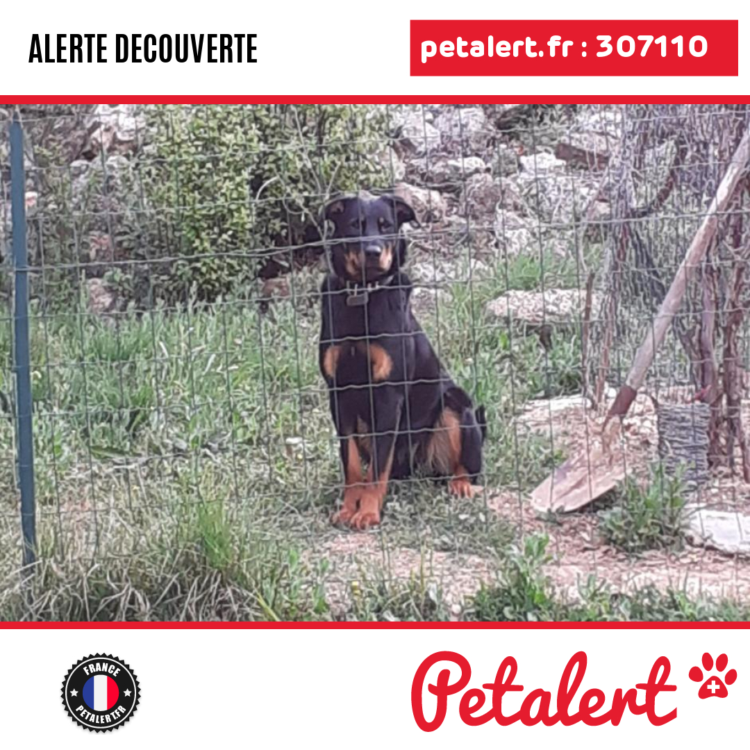 petalert_france's tweet photo. Trouvé #Chien #BouchesDuRhone #Cabries #Petalert #PetAlert13 / https://t.co/gSHjJhH5sq https://t.co/qXGjiyEEtF