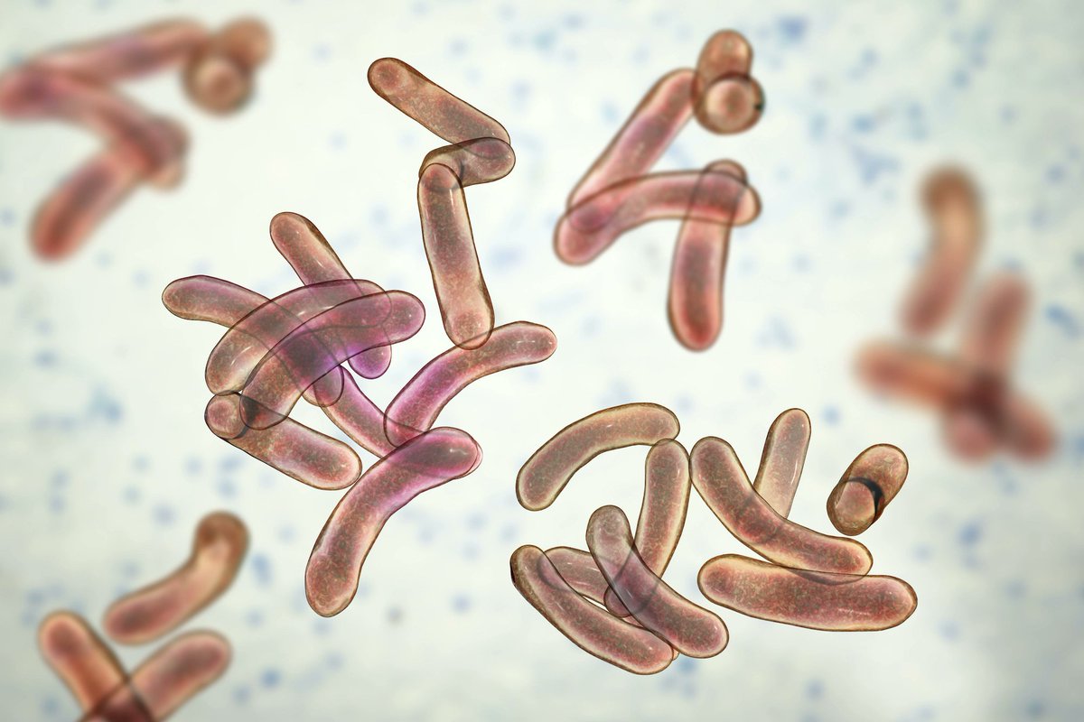 whatisdisease's tweet photo. What Is Cholera? https://t.co/q9Ck9npxwo https://t.co/qdOT7h7NYz