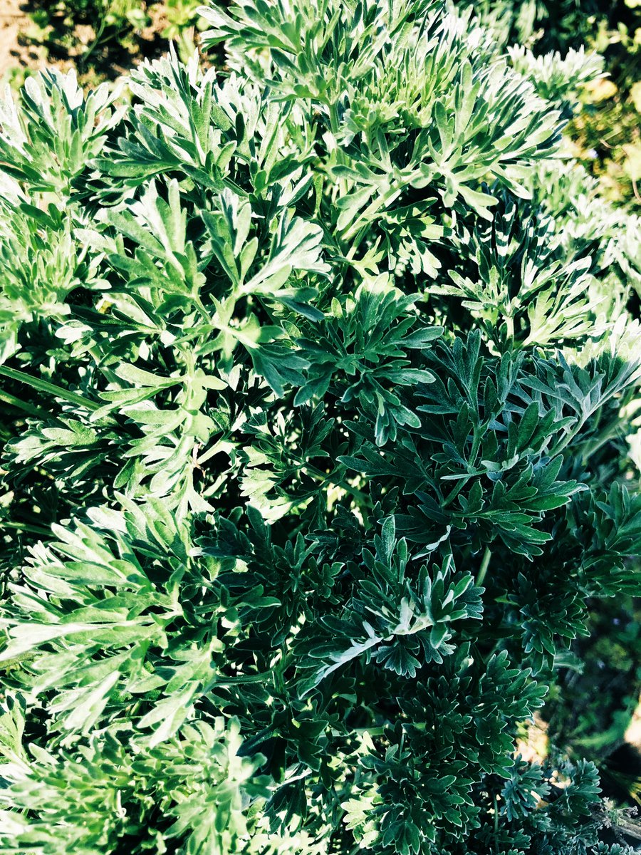 p_pxxx's tweet photo. #PpxResort ニガヨモギ 5年目 🌱
#PpxVegetable https://t.co/VVvxlVyXhR