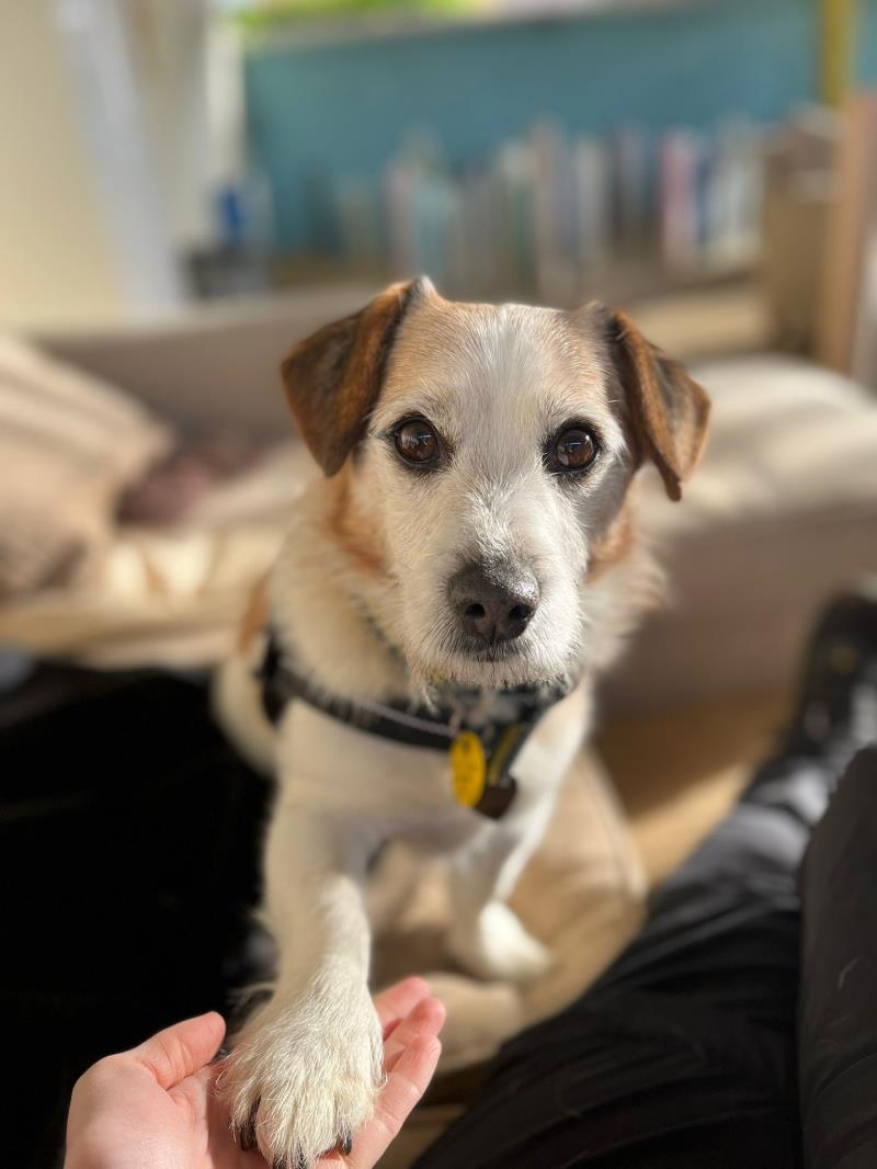 AdoptionsUk's tweet photo. Happy news!! Bubba, after many years in the shelter, in Norfolk, has been RESERVED!! 🏠🐶❤️🎖️

😀😀😀😀😀😀😀😀😀
https://t.co/RSGjbUCmyZ

We hit a record here yesterday achieving 30,000 retweets on this account. 

Thank you for every share, they really make a difference!! https://t.co/AvPrYD9YXc