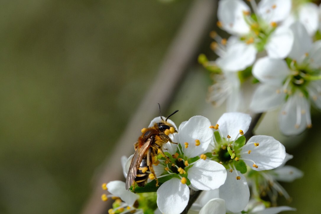 Wat een beauty van een bij!🤩 Deze wimperflankzandbij zag ik op bloeiende sleedoorn op #deStaart @HW_Landschap <a href="/FREE_Nature/">FREE Nature</a> <a href="/gemeenteHW/">gemeenteHW</a>