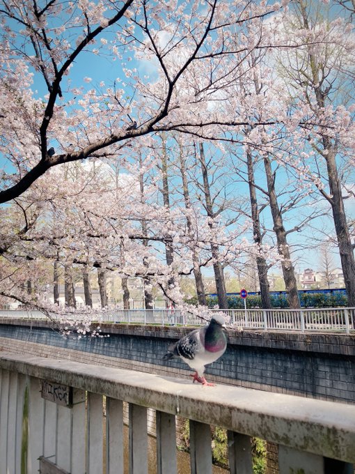 「bird bridge」 illustration images(Latest)