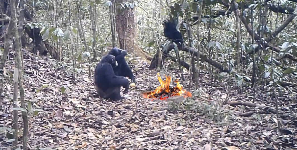 Breaking News!!! @ASAB_tweets scientists discover remote chimpanzee community using fire for cooking. Camera traps elucidated this novel behaviour for the first time. Previous studies have shown that chimps have calm understanding of wildfires - sciencedaily.com/releases/2009/… 💚🔥🔥🔥