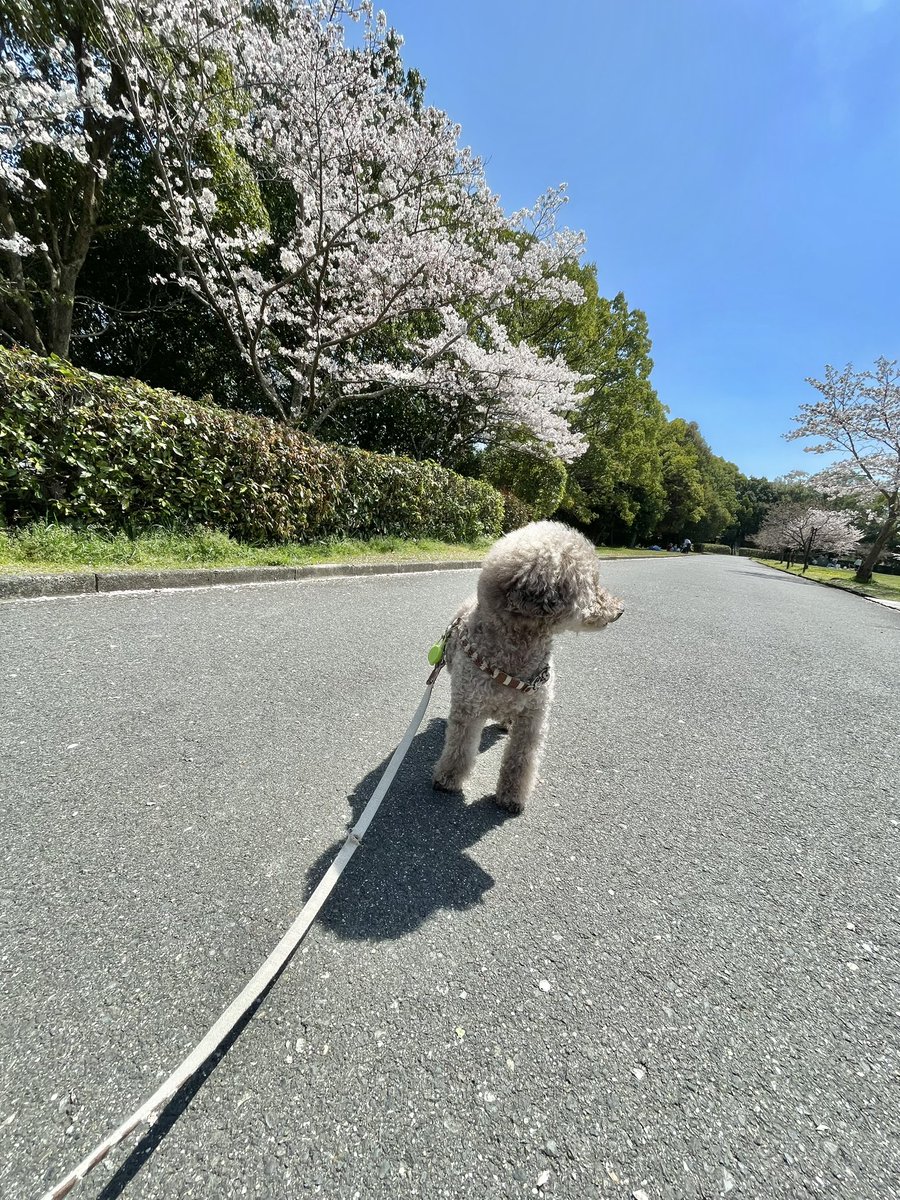naocox2's tweet photo. 今日はお花見散歩に行きました🌸

ほとんど抱っこでした笑

#jyll
#トイプードル
#デカプー https://t.co/3ivZwroosH