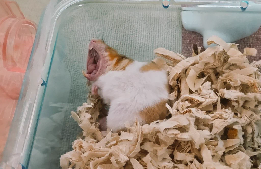 ハムスターのあくびはヤバい😳🐹💕  