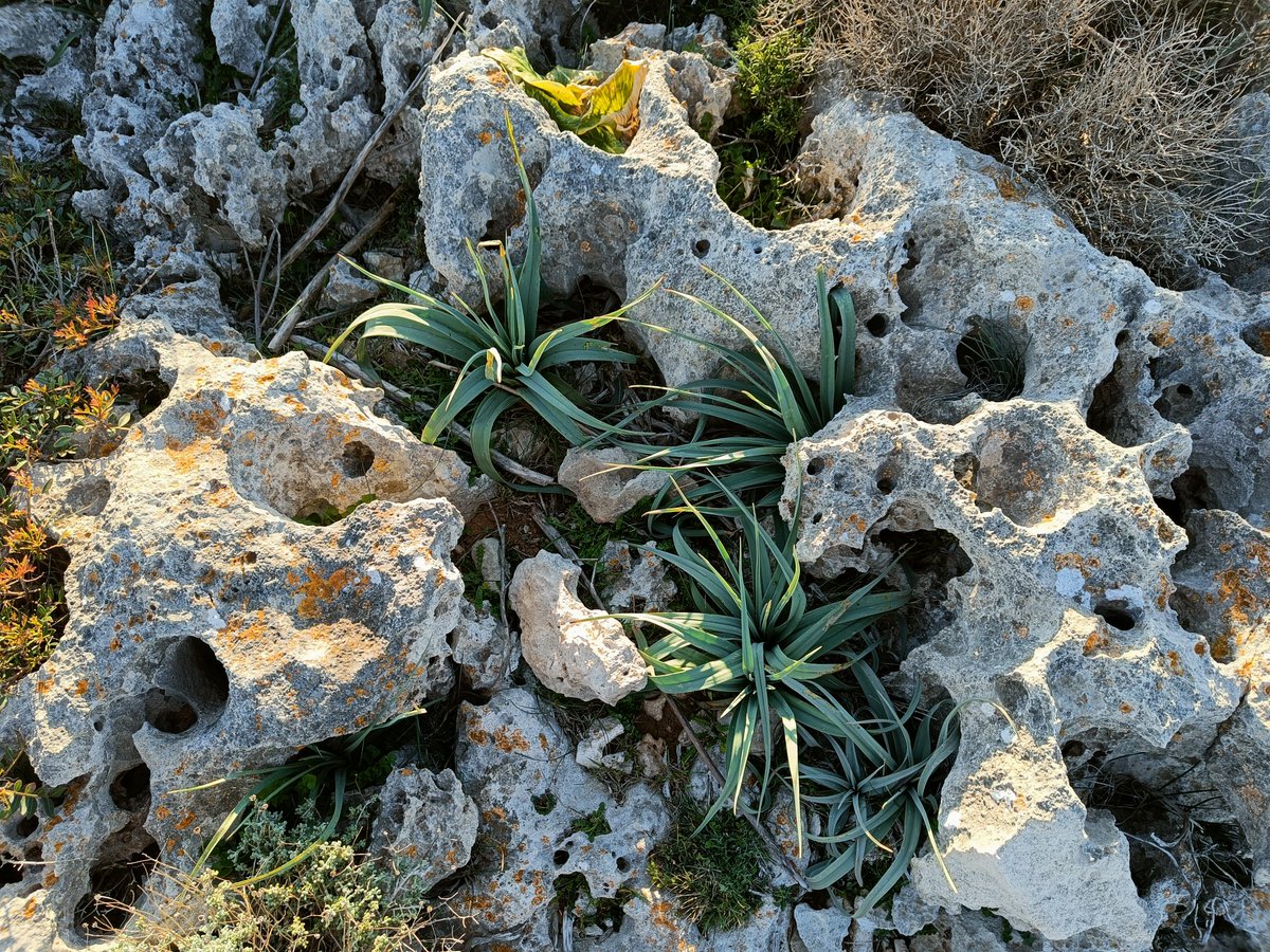 PyreneesPrime's tweet image. Amazing #Menorca #Spain

#Travel