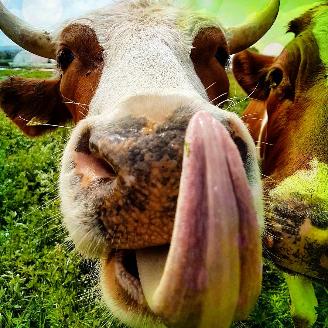 David B. tweet media