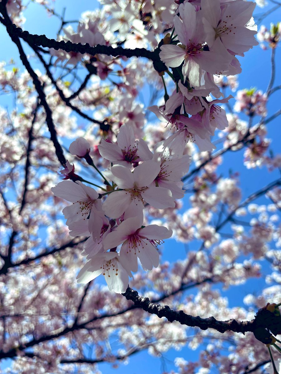 「桜綺麗だった 」|れーかのイラスト