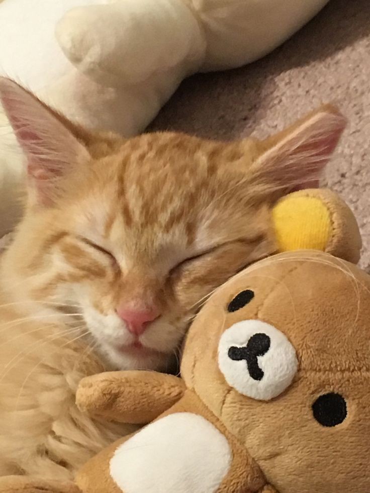 SaharaGlacial's tweet photo. Mon Ginou mon bijou et son doudou #catrevolution #samedi #weekendmood #WEEKENDSMILE #Paris #love #cat #CatsOfTwitter https://t.co/zhgoEa0HQK