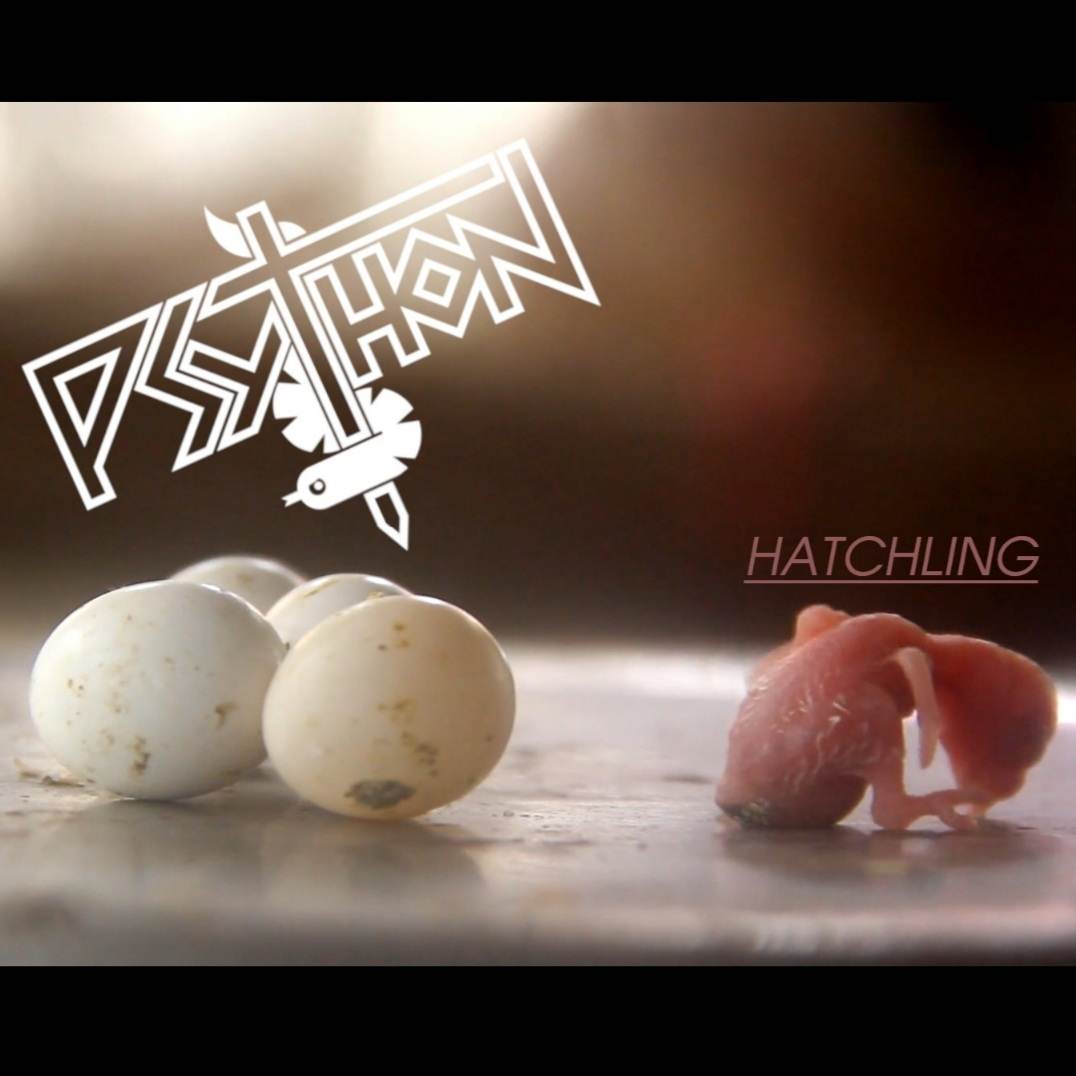 ‼️ 𝗣𝗥𝗘𝗦𝗦 𝗥𝗘𝗟𝗘𝗔𝗦𝗘 ‼️ @psythonband release Hatchling, the first song from the album “Fun?”, it is an apt beginning; a naked, unfledged hatchling, crushed underfoot serves as a reflective, metaphorical basis for why you should never, ever try to do anything, ever.