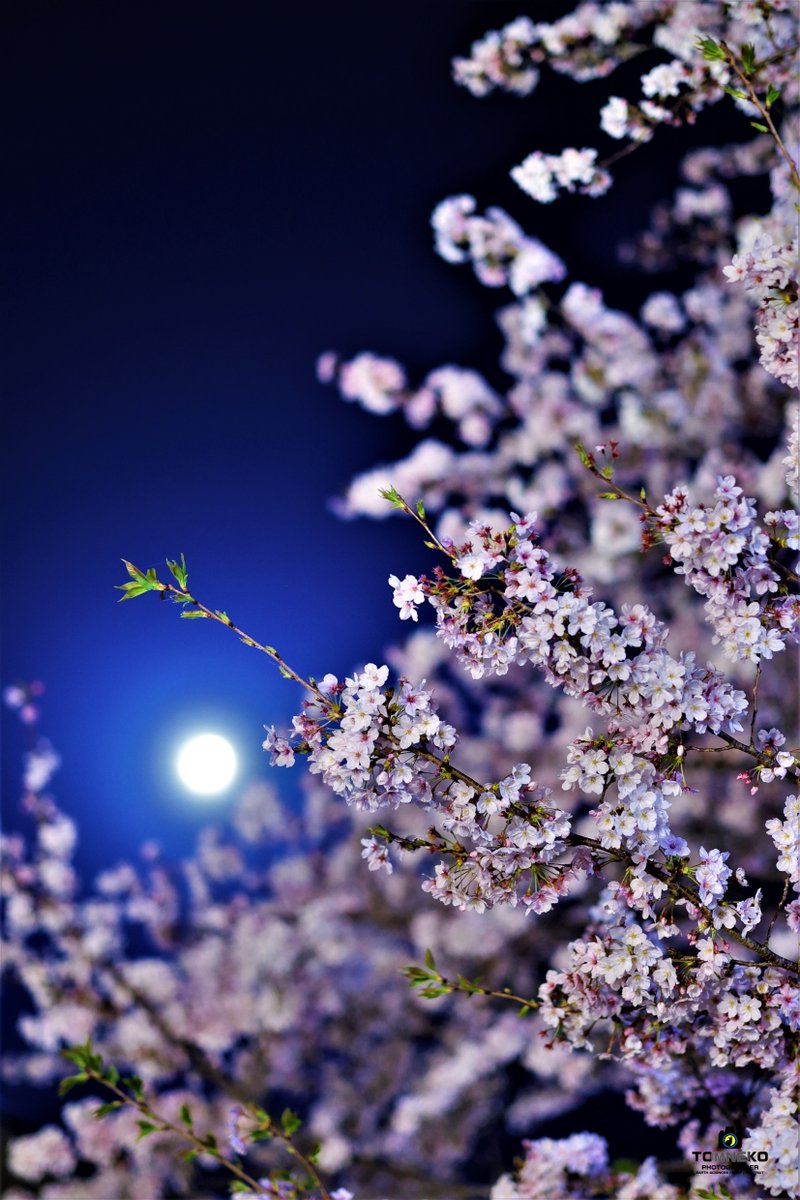 月光に照らされた夜桜 夜桜で花見♪ . 撮影 : Tomneko, 2023 被写体 : Loc. 南部（満開） Camera : Canon EOS R5 . ＃キリトリセカイ ＃風景