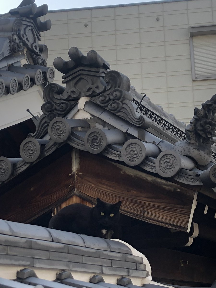 primi35's tweet photo. 馴染んでいる🐈‍⬛ https://t.co/2QWfmeTGQZ