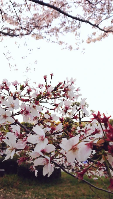 桜散りかけ 
