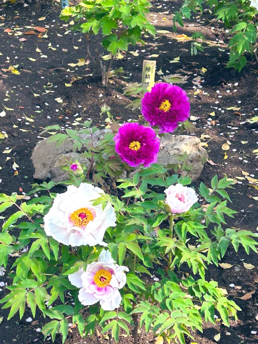 えこぴとサクッと食べてお散歩してきためちゃくちゃ楽しかった～牡丹と桜のコンビネーションは最高だった! 