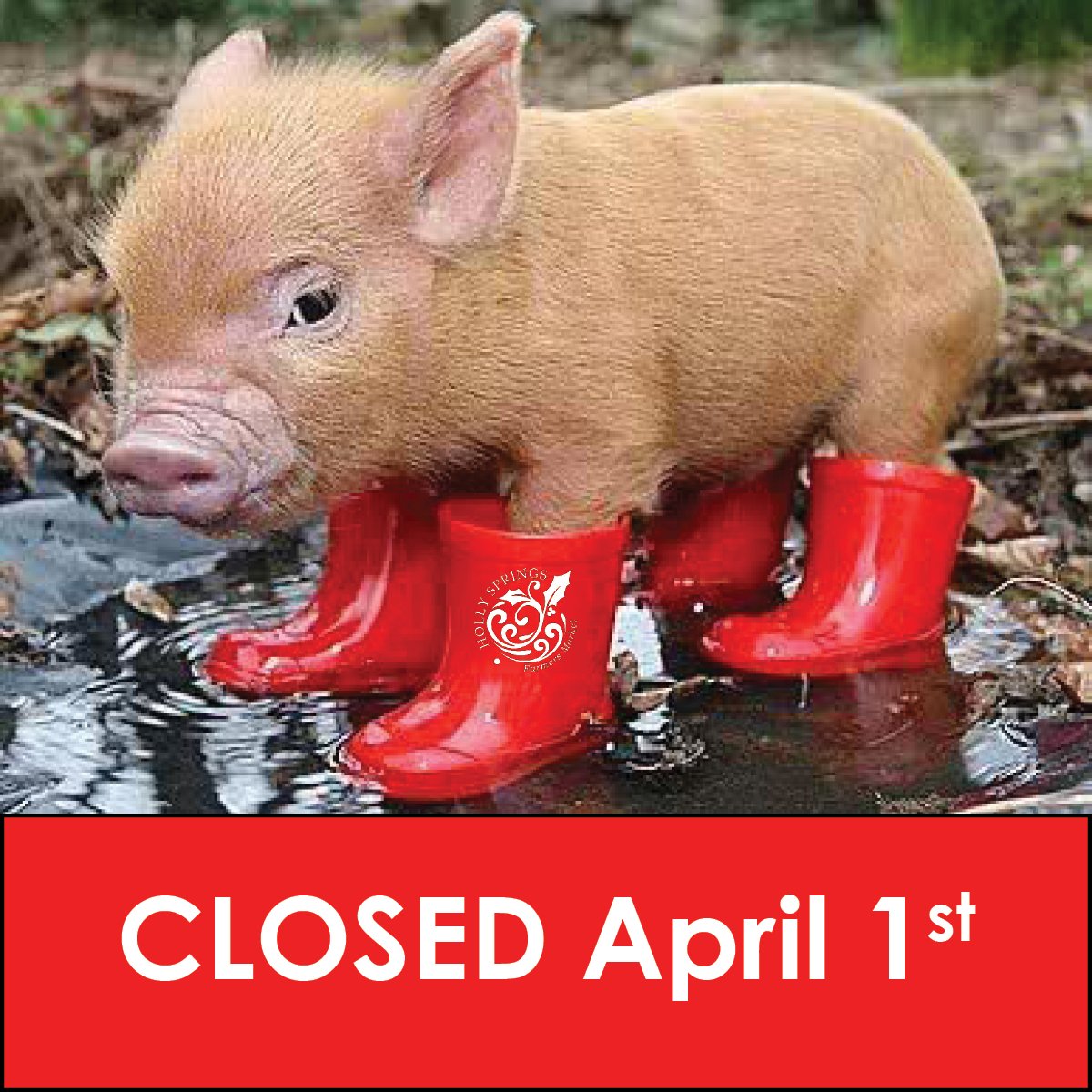 The market is closed today due to high winds. We'll be back next week at 9:00 with strawberries!