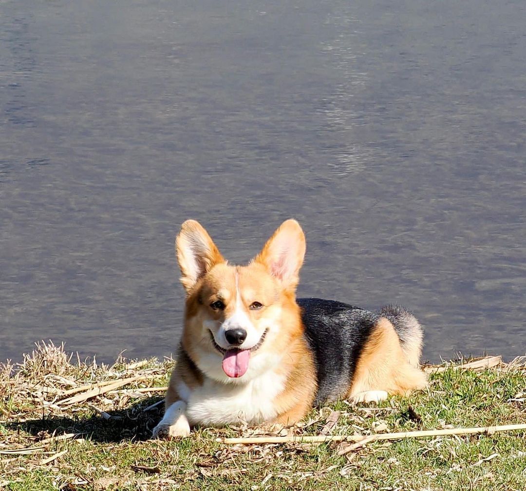 Just chillin’
#CorgiSwarm #corgi #corgis #corgipuppy #corgisftw #corgisrule #corgismile #corgisgonnacorg #corgination #corgilove #corgicommunity #corgilife #corgiaddict #corgiplanet #corgiworld #corgibutt #corgilover #corgilovers #corgifeed