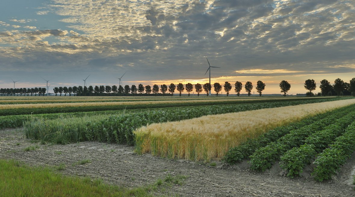 #Farming🚜| The Netherlands is on a mission to create a sustainable and productive food system with fewer fertilizers and more biodiversity. Our latest research explores farming through strip intercropping and mixed cropping. Which one wins? ➡️bit.ly/3nF0lMW