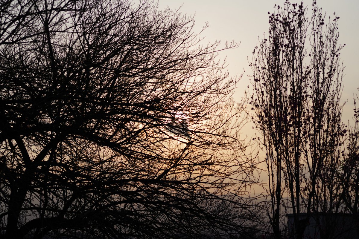 tree no humans scenery bare tree outdoors sky sunset general  illustration images