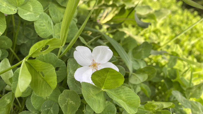 お花見散歩してきたわよ 
