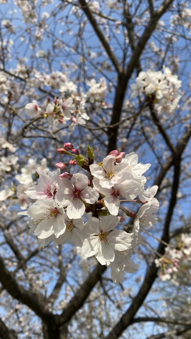 お花見散歩してきたわよ 