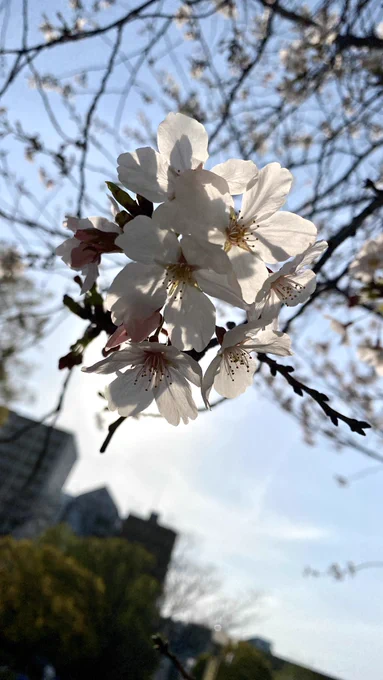 お花見散歩してきたわよ 