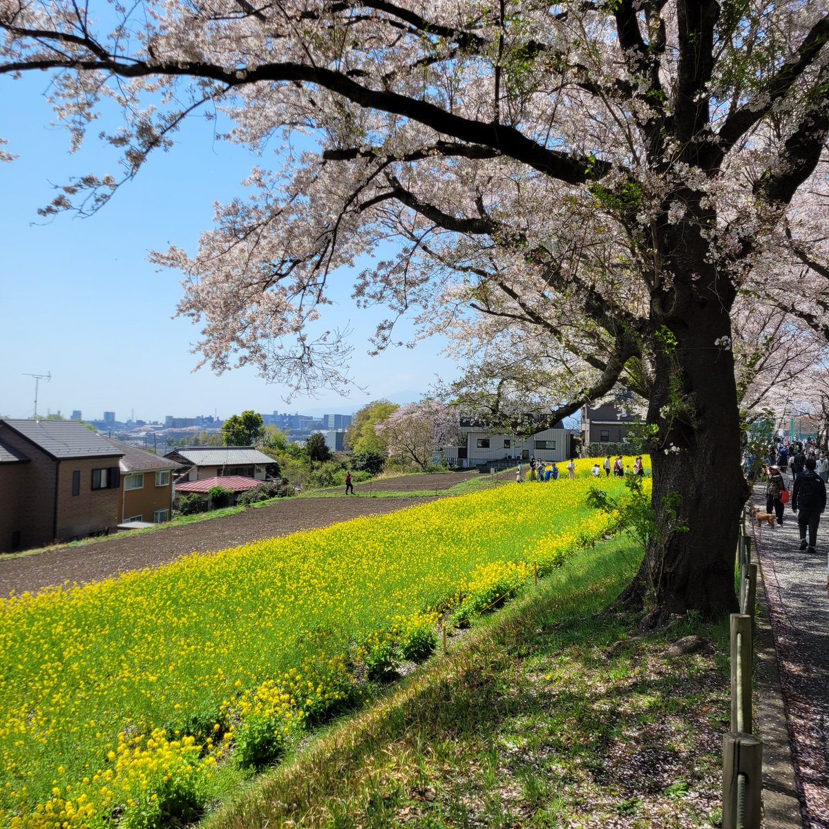 ayaoya2020's tweet photo. 最高のお花見日和でした😊🌸

#お花見
#缶チューハイ片手に https://t.co/ArO74RcvlE