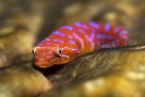 Weird_AnimaIs's tweet image. Eastern cleaner clingfish eat parasitic isopods which live on larger fish.

(Photo Rowland Cain)