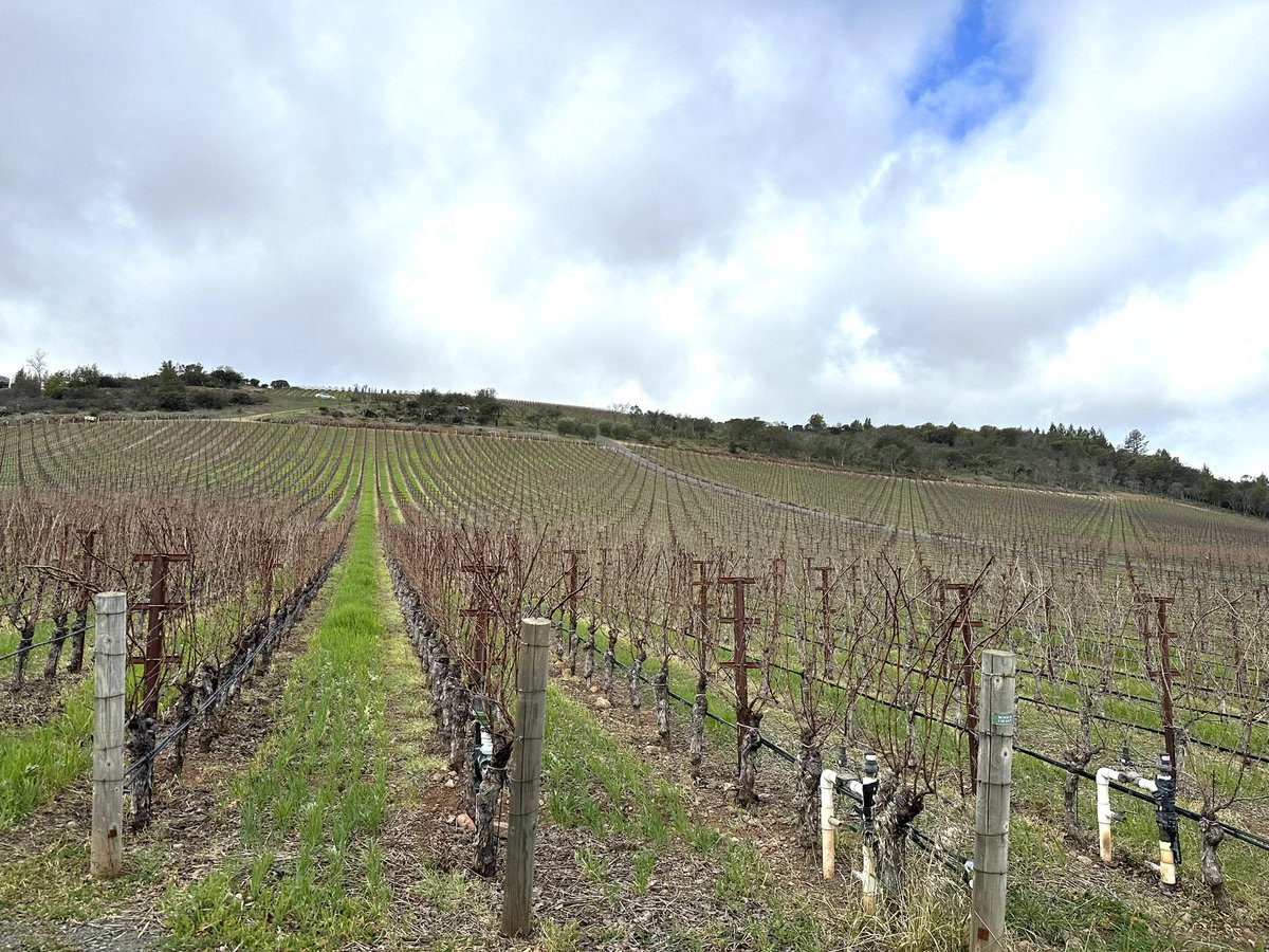 LazySomm's tweet photo. The image of Cariad and some soil from the vineyard at #Colgin Cellars.
#コルギン 楽しかったです
土壌の少しな違いで味の差がでるのは興味深い
#colgincellars #napavalley #コルギンセラーズ #ナパバレー #カルトワイン https://t.co/OByldf9BHk