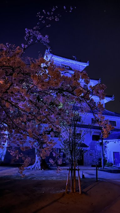 唐津城🏯と夜桜🌸（無着色）青いライトアップが桜を赤や青に染めて幻想的です✨#ユーリオンアイス #yoi #佐賀#ゾンビラ