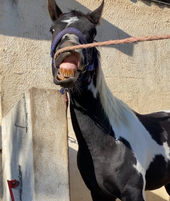 Joyeux Anniversaire Texas 🥰🥰🥰non ce n'est pas une blague, il est vraiment n&eacute; un 1er Avril ❤️🤣  Je lui<a href="/tag/xbiz"class="tags"><span>#xbiz</span></a><a href="/tag/crypto"class="tags"><span>#crypto</span></a><a href="/tag/pokmi"class="tags"><span>#pokmi</span></a><a href="/tag/pokenarmy"class="tags"><span>#pokenarmy</span></a>